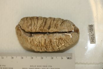 Media type: image;   Invertebrate Zoology HOL-1808 Description: Preserved specimen.;